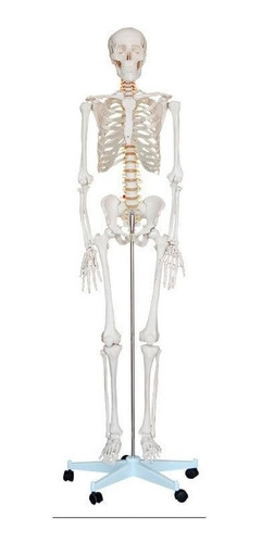 Esqueleto Humano, 1,70m Incluye Pen Con Contenido Educativo
