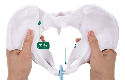 Mini Pelvis Interactiva Con Músculos Pélvicos Movibles