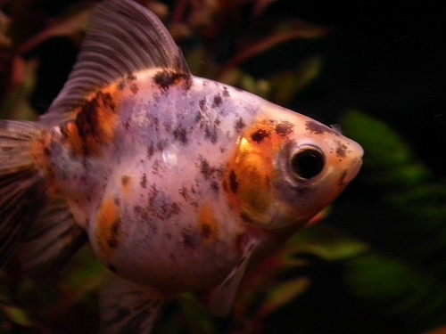 Goldfish Calico Chico Surtido Hot Sale A Mundo Acuatico