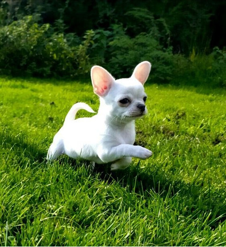 Cachorro Chihuahua Blanco Cabeza De Manzana 01