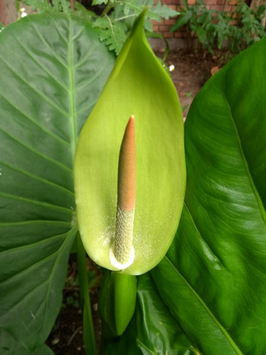 Alocasia Macrorrhiza-oreja De Elefante (x2)