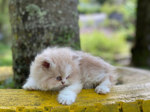 Espectaculares Gatos Persa Disponibles