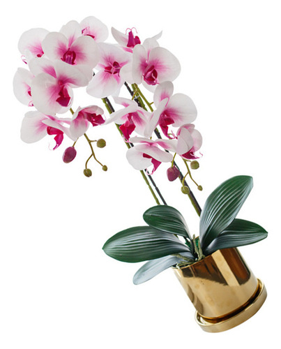 . Orquídea Phalaenopsis De Decoración Floral Vívida De .