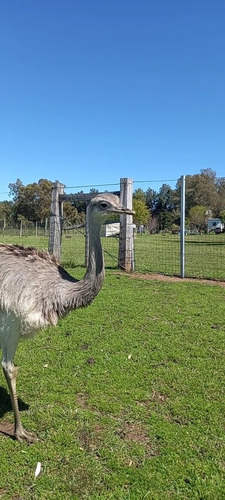 Imagen 13 de 16 de Posada Del Campo A Pasito De Termas Del Dayman