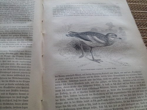 Brehm,die Vögel (dritter Band: Sdiarrvögel,1882 (Usado)