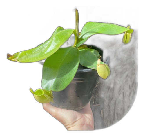 Nepenthes Ampullaria Green Jumbo - Vitroplant