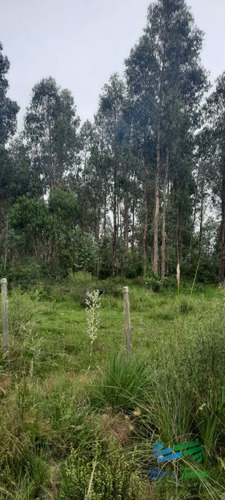 Imagen 6 de 7 de 87 Has Forestadas Con 40 Efectivas - Aiguá