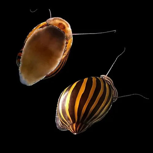 Caracol Neritina (3 Unidades)
