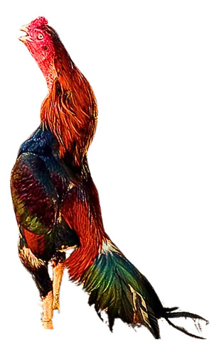 Shamo Predador: Dinastia Do Poder