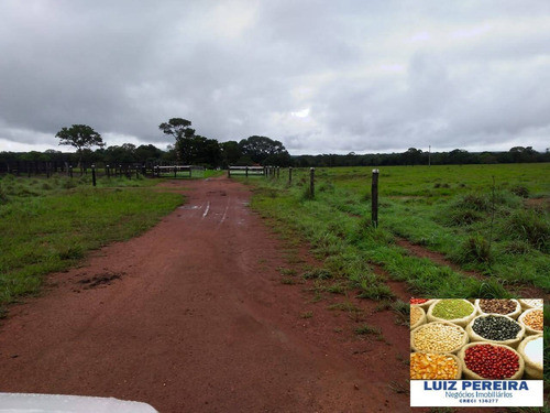 Imagem 7 de 15 de Fazenda À Venda Em Formoso Do Araguaia-to - 1.771 Hectares (dupla Aptidão) - 1618