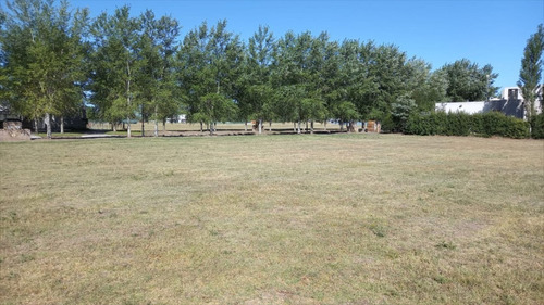 Imagen 4 de 9 de lote 49 - Los Álamos Haras Del Sur Iii