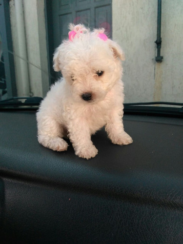 Poodle Micro Toy