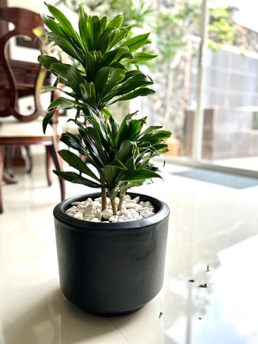 Planta Decorativa Para Interior | Dracaena Piña