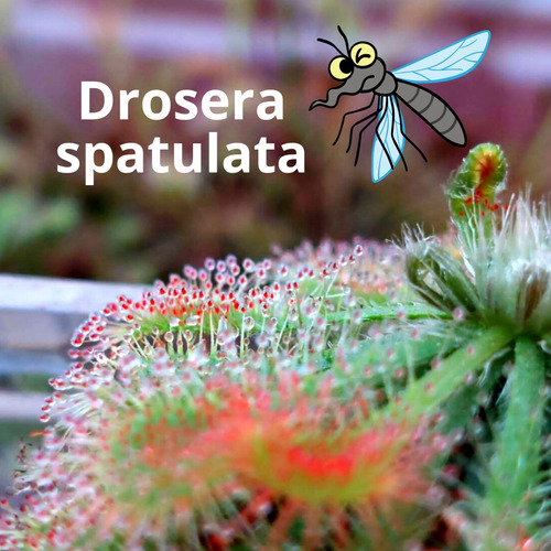 Plantas Carnivoras: Rocío Del Sol (drosera Spatulata)