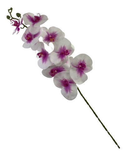 Orquídeas Phalaenopsis