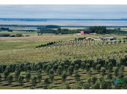 Son 2 Fracciones Que Se Pueden Vender Juntas O Separadas Con Olivos Y Buenas Vistas