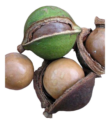 Planta Macadamia Ternifolia O Nuez Queensland Gympie