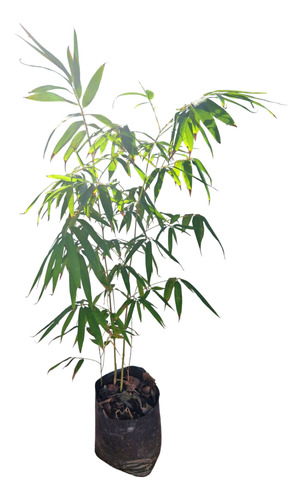 Bambú Moso (10 Lts)