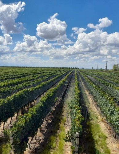 Vino Finca Los Dragones Partida Unica Malbec Barreal San Jua