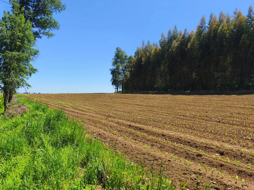Fundo Agrícola, Frutícola,turístico Y Ganadero 114 Hectáreas
