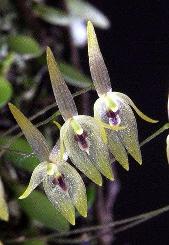 Orquidea  Barbosella Porchii 