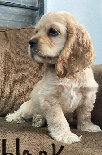 Cachorros Cocker Spaniel