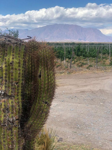 Terreno De 20 Ha En Venta - Cafayate