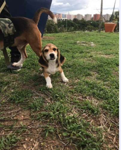 Imagen 2 de 5 de Cachorros Beagles Tricolor