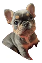Comprar Cachorros Bulldog Francés Lilac Perros Tumaco Envigado Tuluá