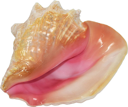 Jumbo Huge Bahama Queen Conch Seashell Rosa  Bahamas  C...