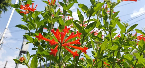 Bouvardia Ternifolia | Trompetilla