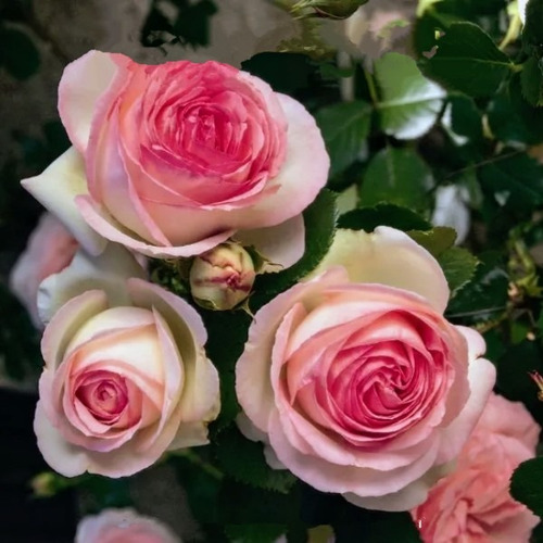 Rosa Pierre Ronsard Enredadera Trepadora 2m Premium Delviso