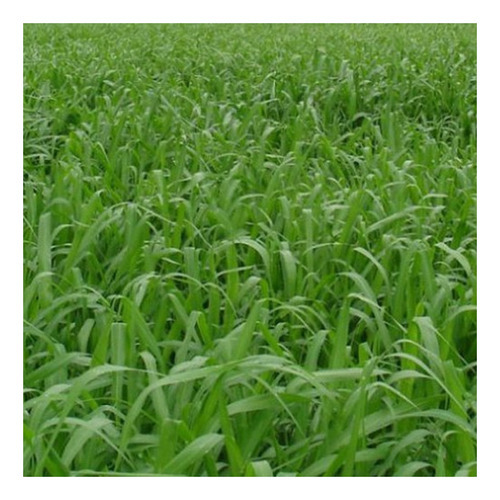 Capim Mombaça Panicum Maximum 4kg Sementes