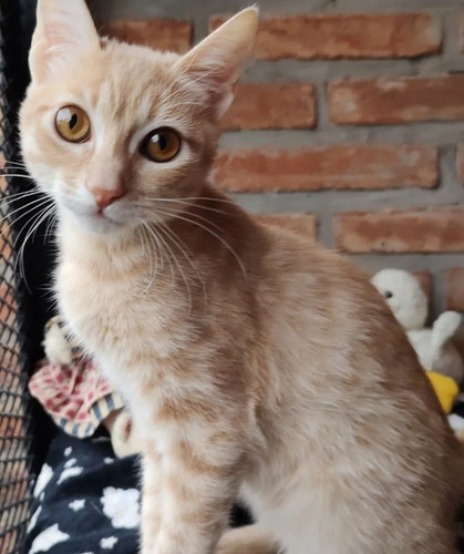 Gatito En Adopción Responsable Mostaza 