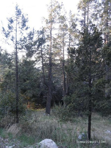 Imagen 6 de 8 de Terreno - Bariloche