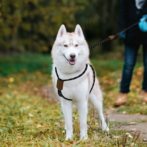 Cuerda De Tracción Para Perros Al Aire Libre, Larga Y Pequeñ