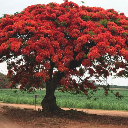 Muda De Lindo Flamboyant Vermelho Árvore De Qualidade