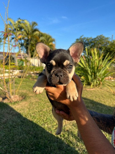 Maravilhosos Filhotes De Bulldog Francês Exóticos!
