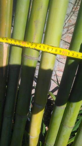 Caña De Bambú De 5m Para Tutores Y Decoración De Jardín Verde 2.5m