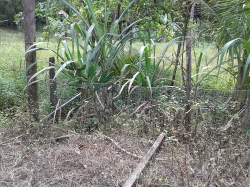 Chácara Em Itanhaém **atenção! Leia A Descrição Do Anuncio E Anote A Referência Do Imóvel.** Chácara Em Itanhaém, Bairro Jd Real , Isolada , Lado Mo - 6295 - 69282834