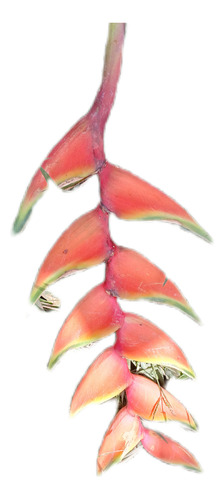 Helicônia Bihai (2 Risomas) Vermelho