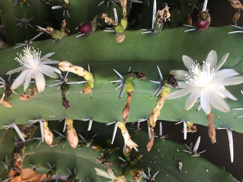 Ejemplares Cactus Jardín, Garambullo, Euphorbia, Nopal Tuna | Envío gratis