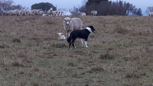 Imagen 3 de 8 de Border Collie Excelente Pedigre Para Monta.