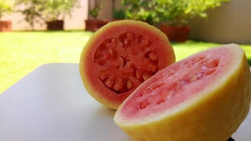 Guayaba Amarilla Crecimiento Rapido