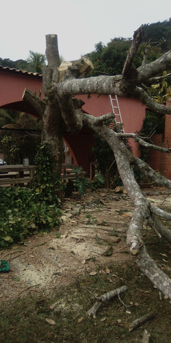 Imagem 2 de 3 de Poda E Corte De Árvores. Serviços De Jardinagem E Paisagismo
