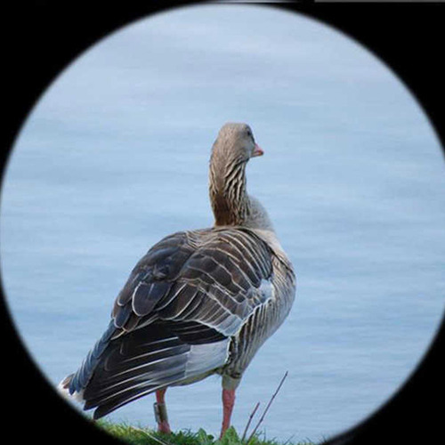 Microfone Parabólico Bionic Ear Electronic Birds Listening R