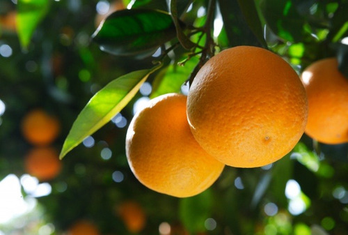Óleo Emulsionado Vegetal Para Jardim Plantas 5 Litros