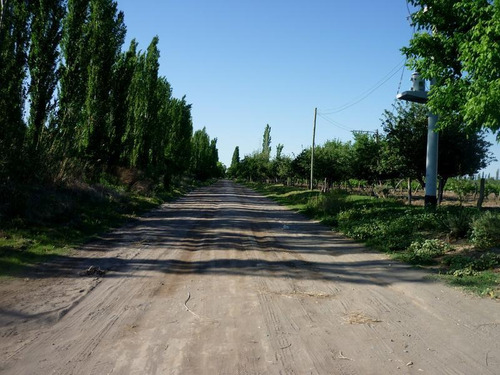 Imagen 11 de 24 de Finca Organica En San Rafael, Mendoza , Ideal Inversor!!
