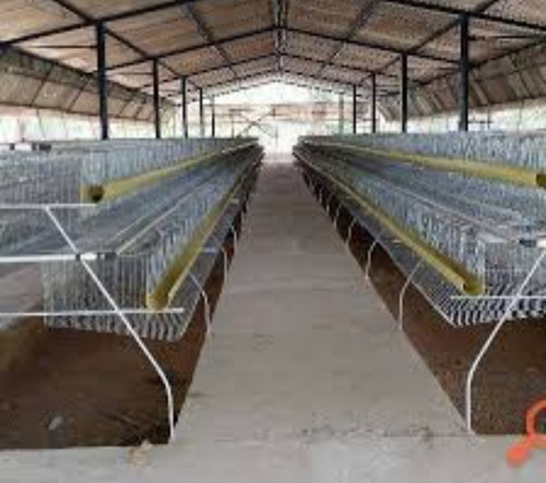 Casas Para Gallinas Capacidad 96. Y 144 Aves