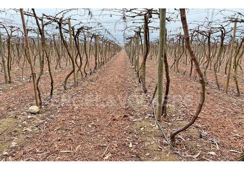 Imagen 2 de 11 de Campo En Chimbarongo
